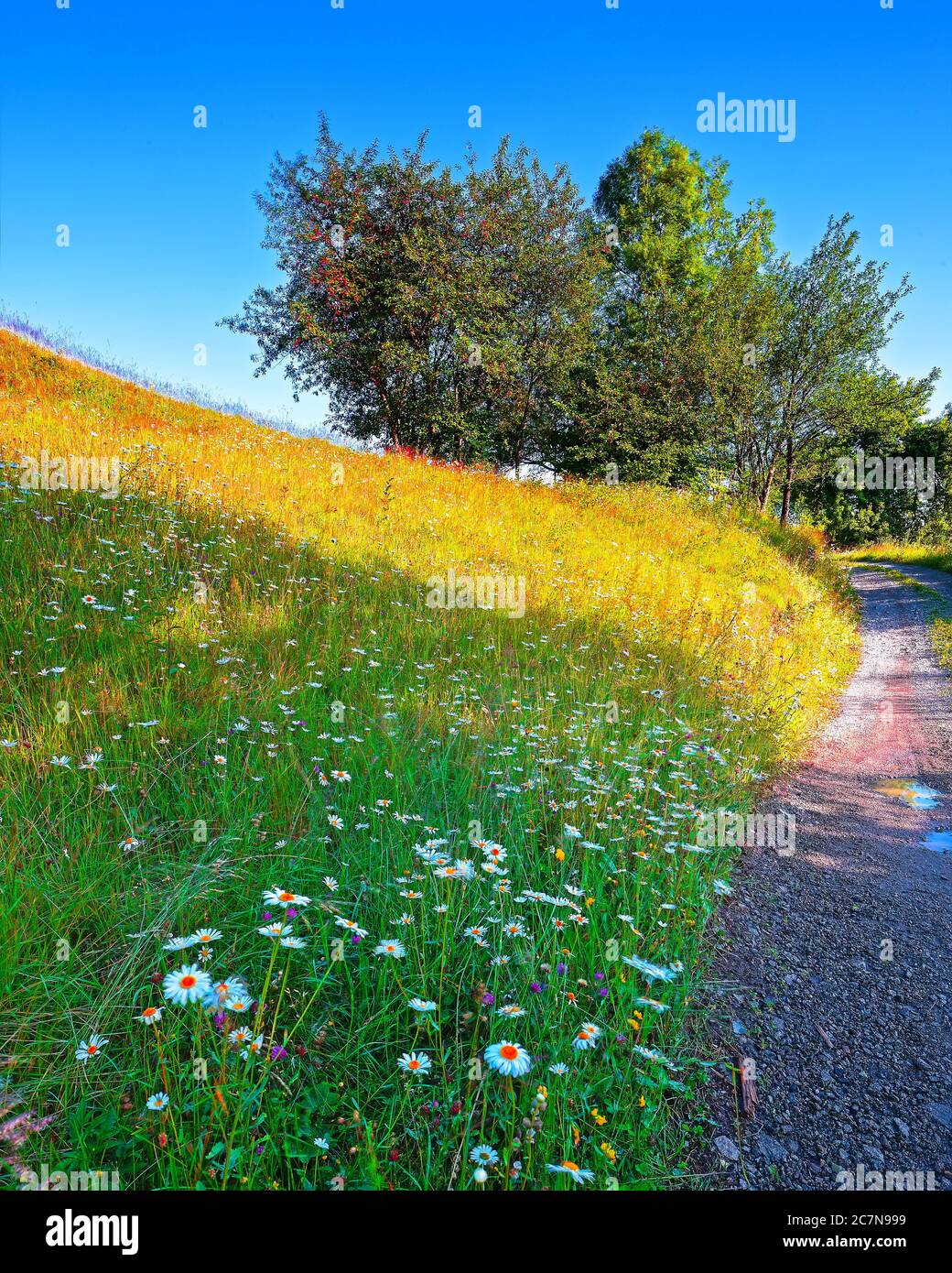 Majestätische Landschaft mit bewaldeten Hügeln und Wiesen in den Bergen. Straße zum malerischen rumänischen Dorf Rogojel von Cluj County, Roman Stockfoto