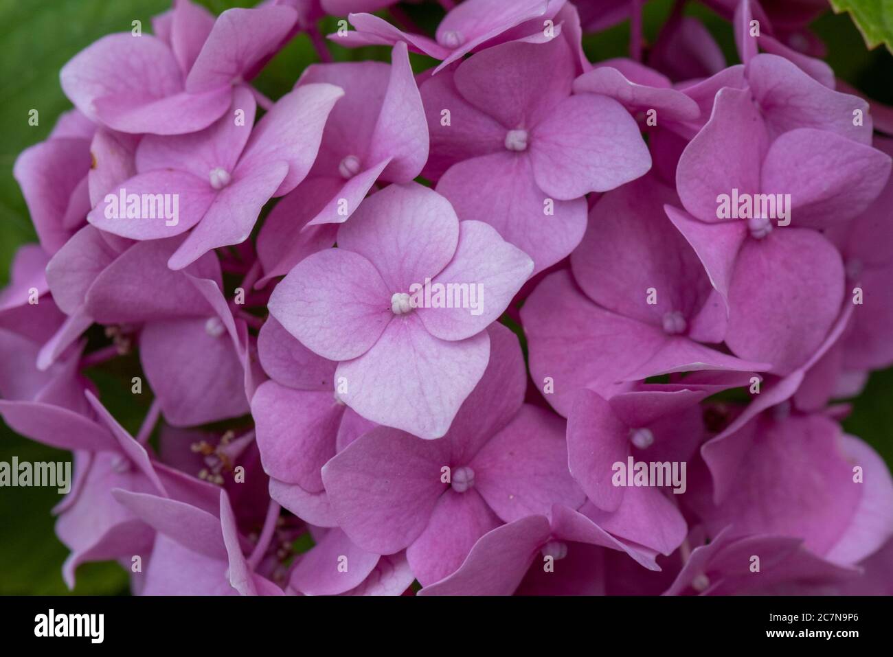 Hortensien sind großzügige, starke und extrem anpassungsfähige Pflanzen. Sie lieben den Schatten, aber sie wachsen auch gut in der Sonne, sie leben in fast jeder Art Stockfoto
