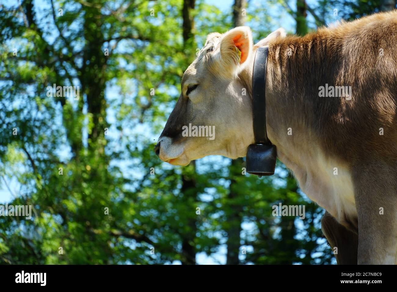 Kopf einer Kuh, Schweizer Brauenrasse in Seitenansicht mit einer typischen Kuhglocke am Hals. Foto aufgenommen auf der Weide rund um das St. Gallen. Stockfoto
