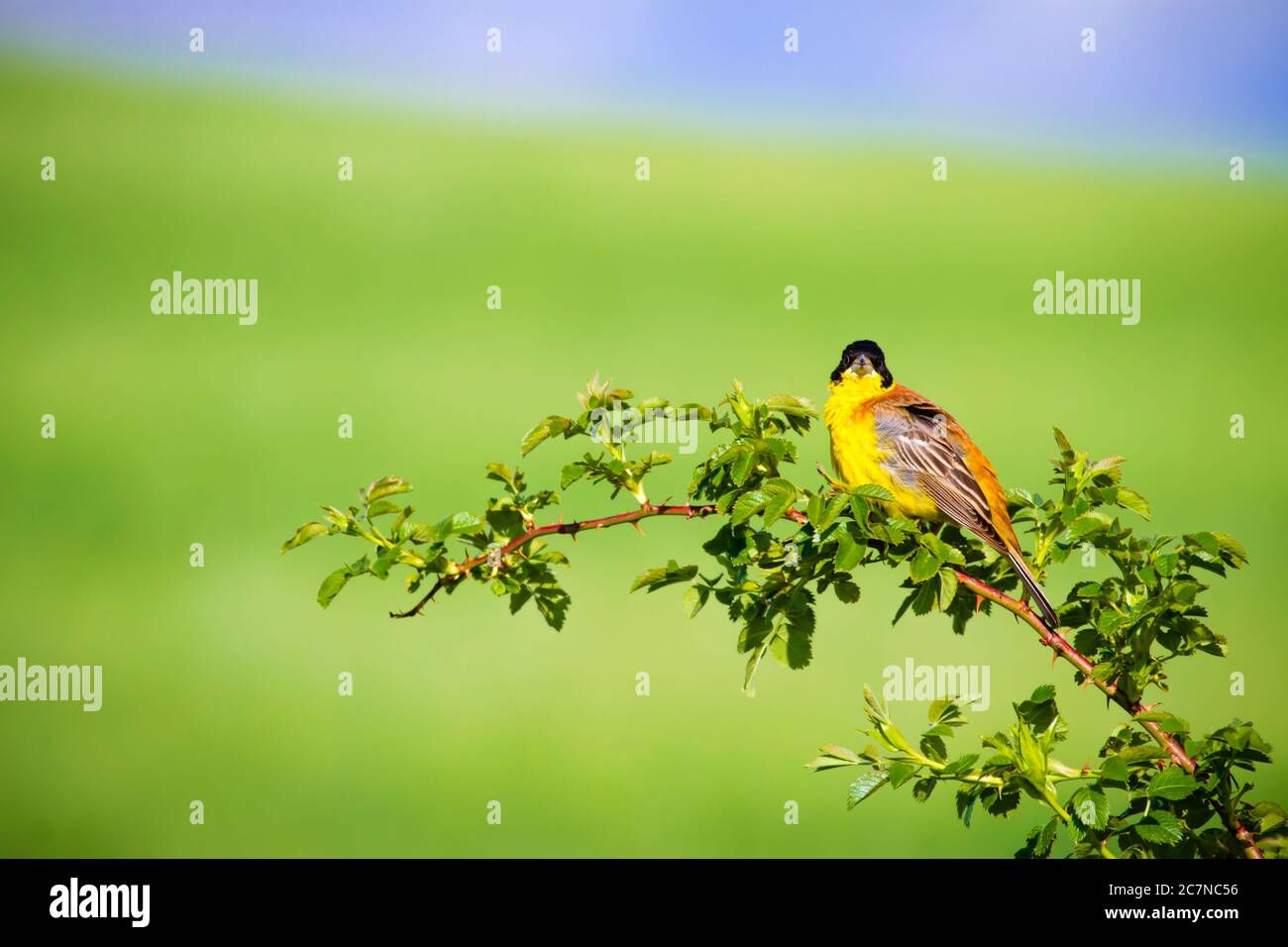 Niedlicher kleiner Vogel. Singender Vogel. Grüne Natur Hintergrund. Vogel auf grünem Ast. Vogel: Schwarzkopfammer. Stockfoto