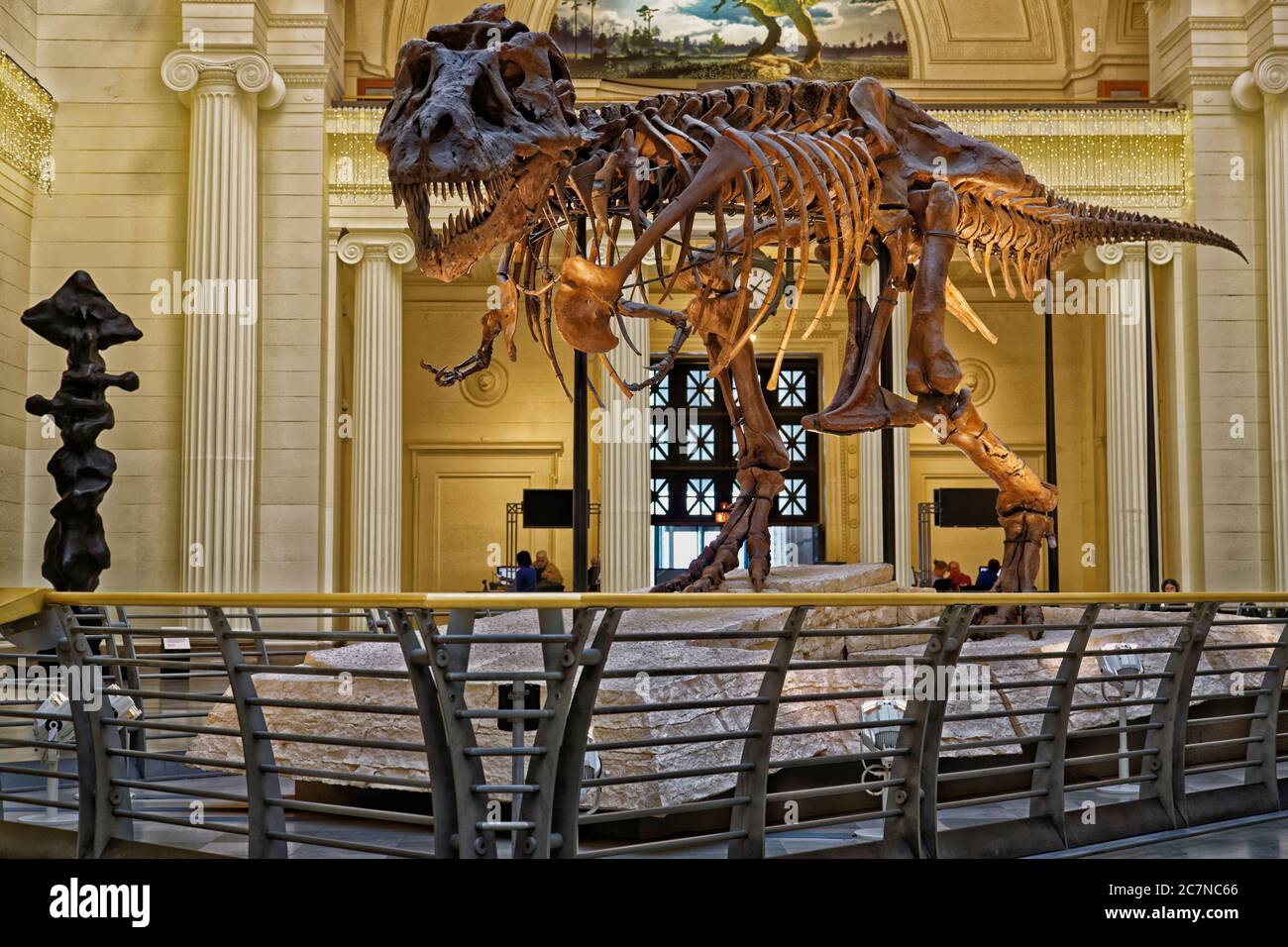 'Sue' der Dinosaurier in der Haupthalle des Field Museum of Natural History in Chicago. Stockfoto