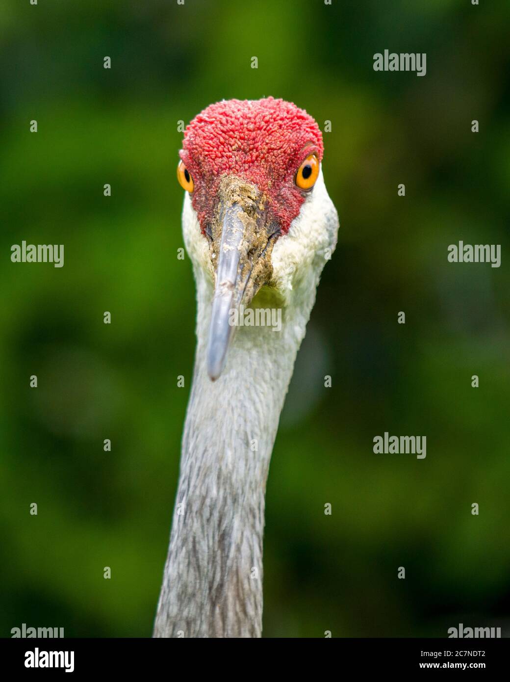 Sarasota, USA, 18.Juli 2020 - ein ausgewachsener Sandhügelkran in Sarasota, Florida. Kredit: Enrique Shore/Alamy Stock Foto Stockfoto