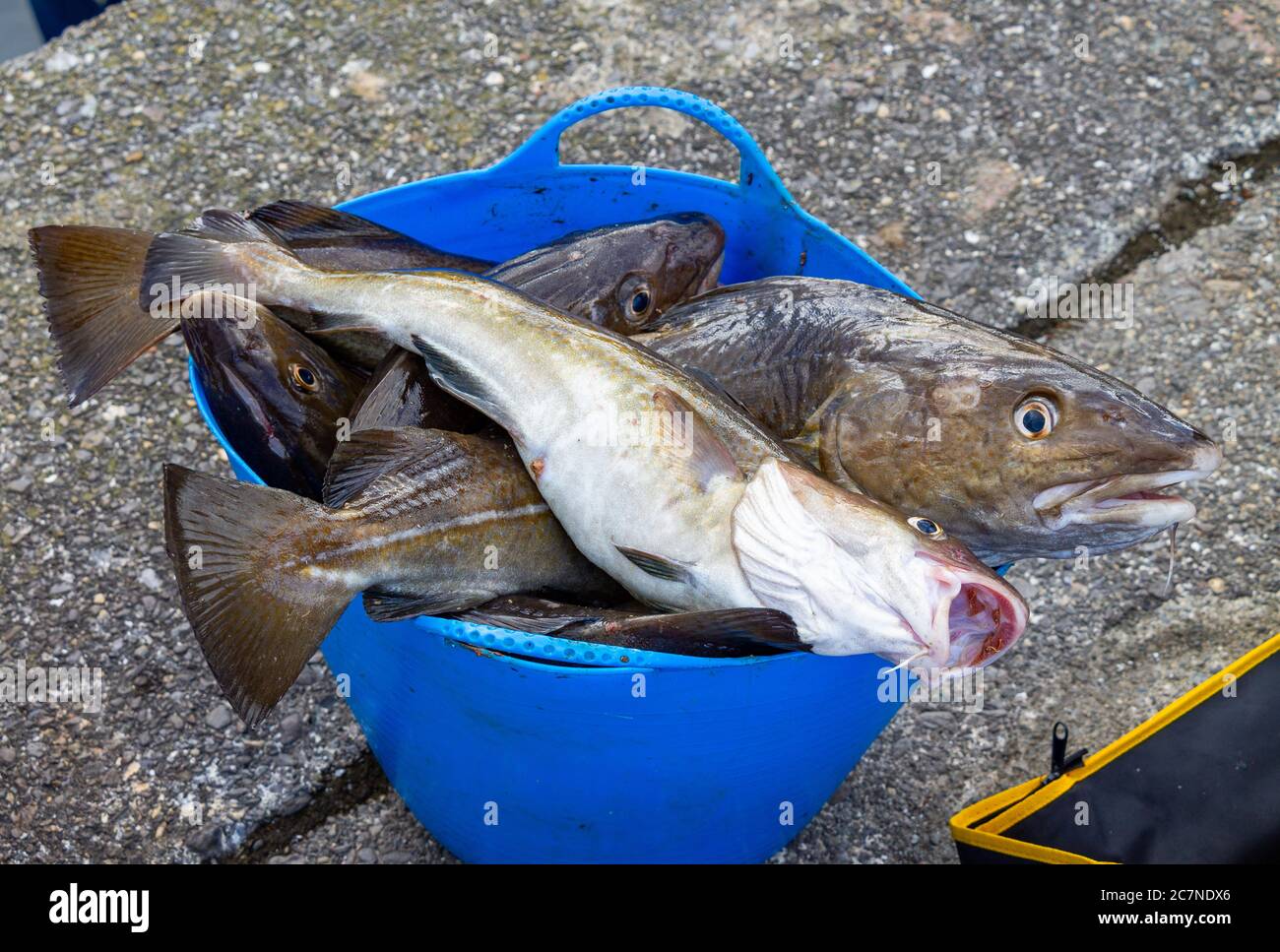 Frisch gelandete Linie gefangen Atlantic Cod Gadus morhua Stockfoto