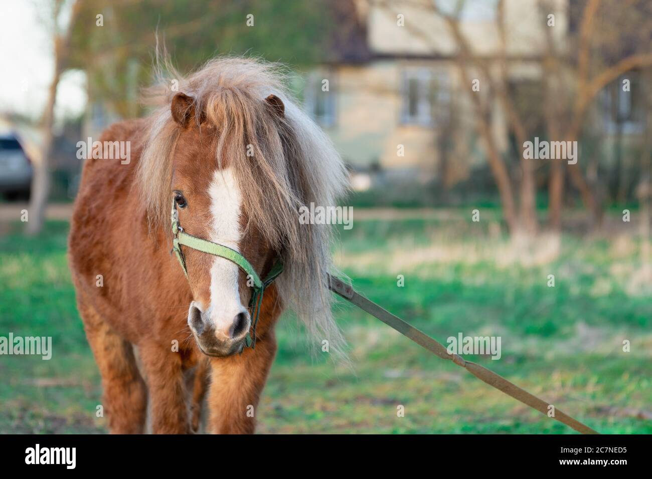 Fluffy Pony Stockfotos und bilder Kaufen Alamy Flauschiges Pferd Stockfotos und bilder Kaufen Alamy