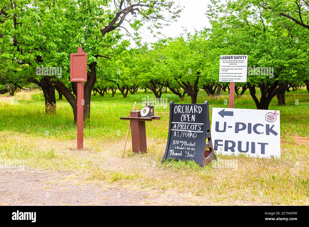 Fruita, USA - 31. Juli 2019: Farm Feld mit Schild für Preis der Aprikosenpflückung pro Pfund und Sträucher im Capitol Reef National Monument im Sommer mit n Stockfoto