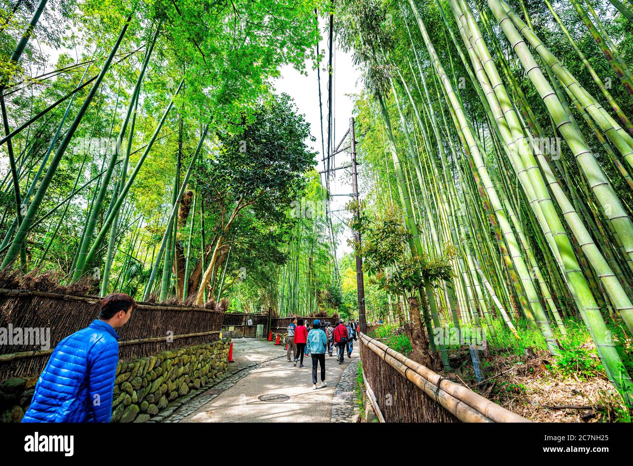 Kyoto, Japan - 12. April 2019: Berühmter Sagano Arashiyama Bambus Wald Hain Park mit Menschen Touristen Weitwinkel Blick auf den Frühling Tag mit grünem Laub Stockfoto