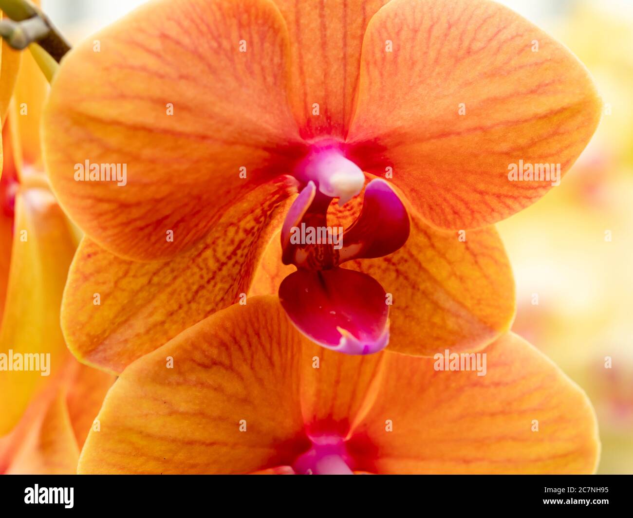 Nahaufnahme des Zentrums einer schönen Orchideenblume mit orangen Blütenblättern Stockfoto