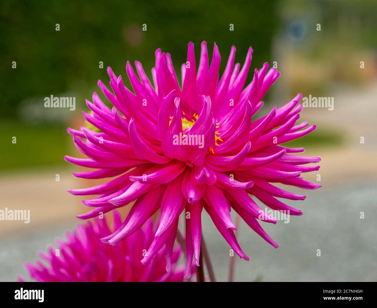 Nahaufnahme einer schönen großen leuchtend rosa Dahlia Blume in einem Garten Stockfoto