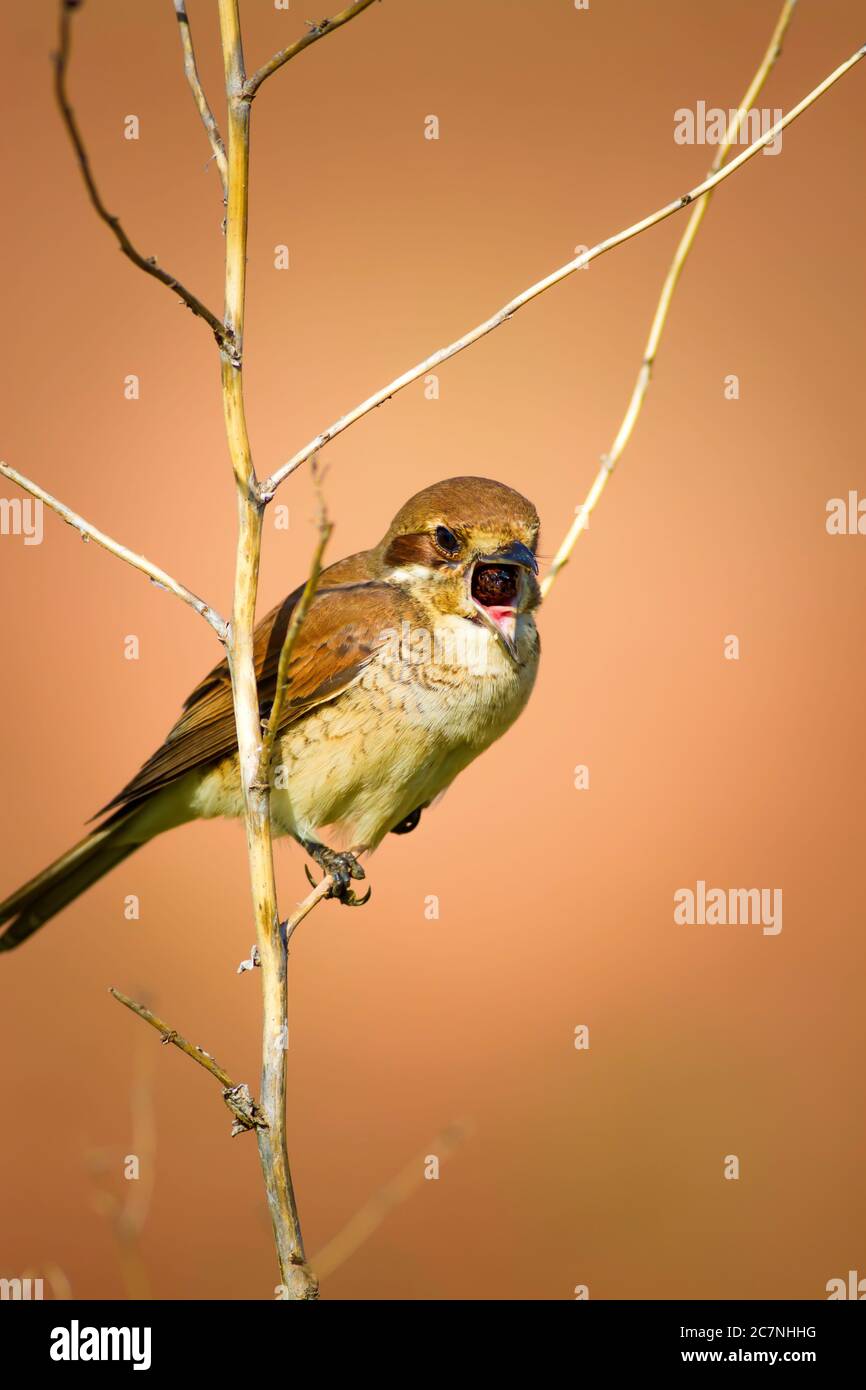 Vogel, der ein Pellet wirft. Vogelverhalten. Pellet. Orangefarbener Hintergrund. Rotrückenwürger Lanius collurio Stockfoto