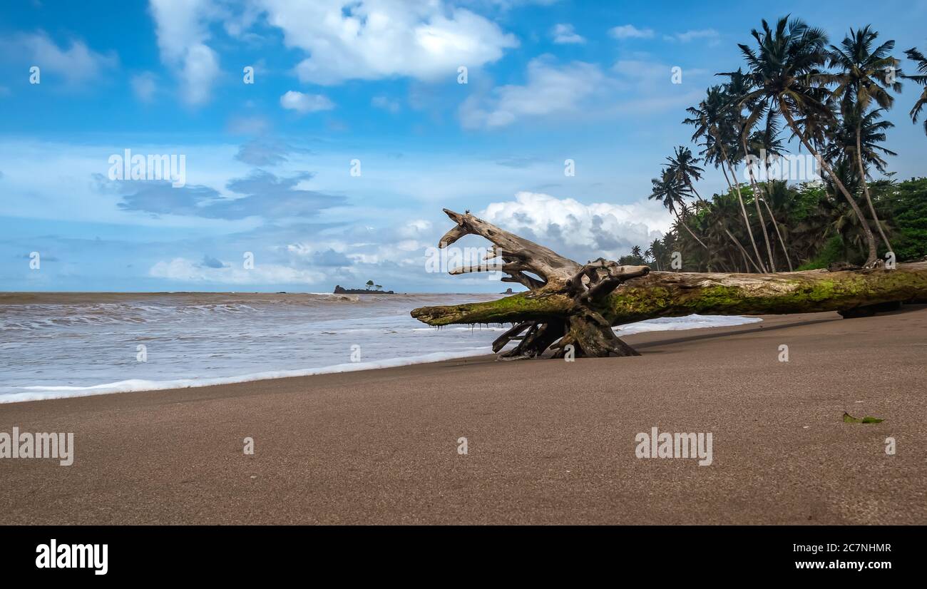 Ein Baum liegt an einem leeren tropischen Strand in Axim Ghana Westafrika Stockfoto