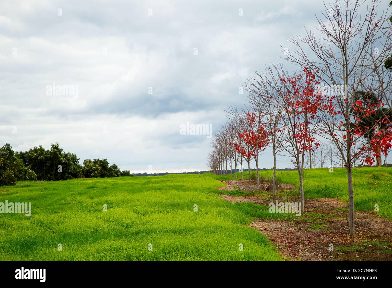 Landschaft im Herbst, mit roten Blättern in Bäumen Stockfoto