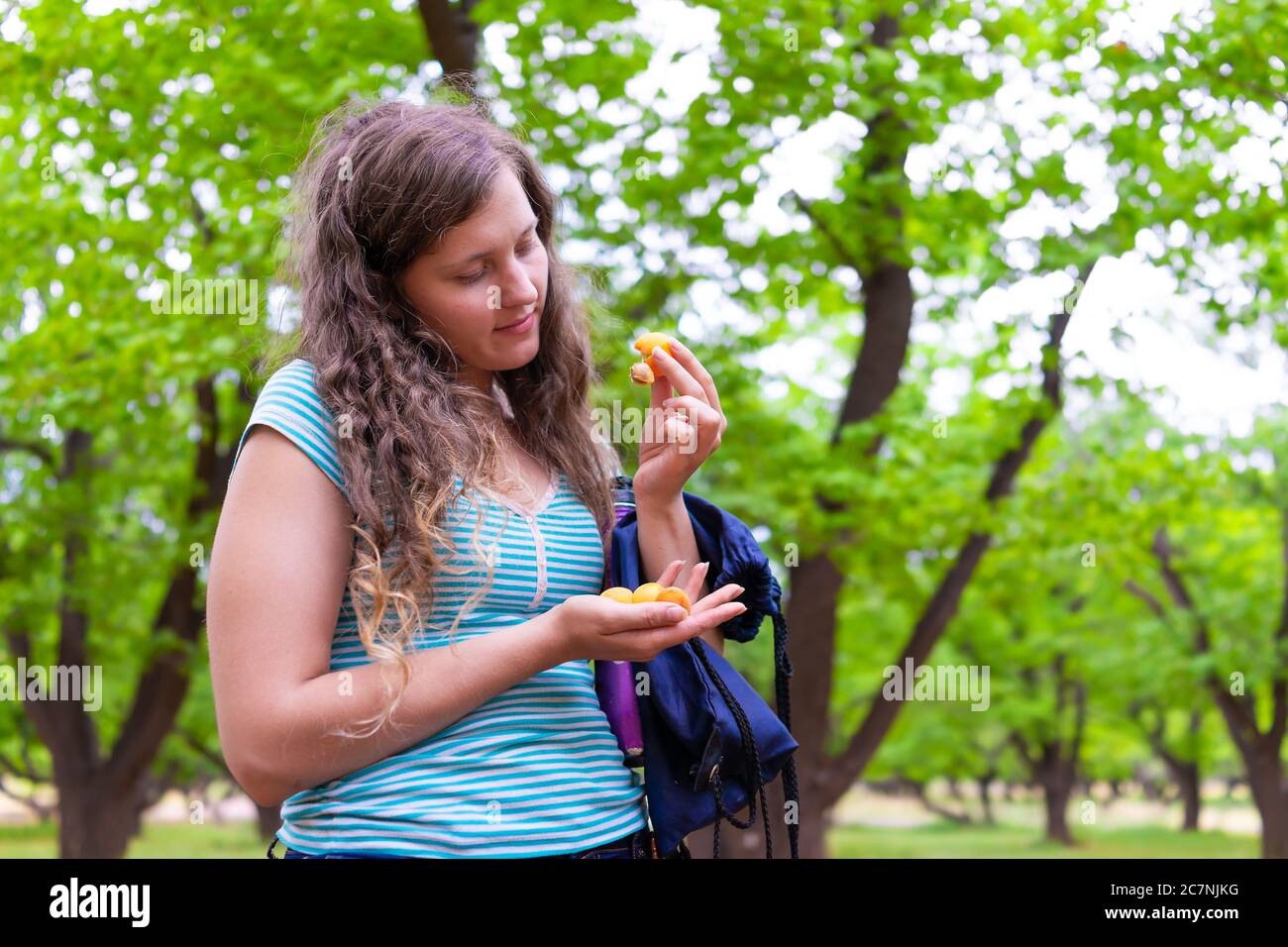 Frau Mädchen pflücken Aprikosen Blick auf Obst inspiziert von Baum in Obstgarten im Fruita Capitol Reef National Monument im Sommer Stockfoto