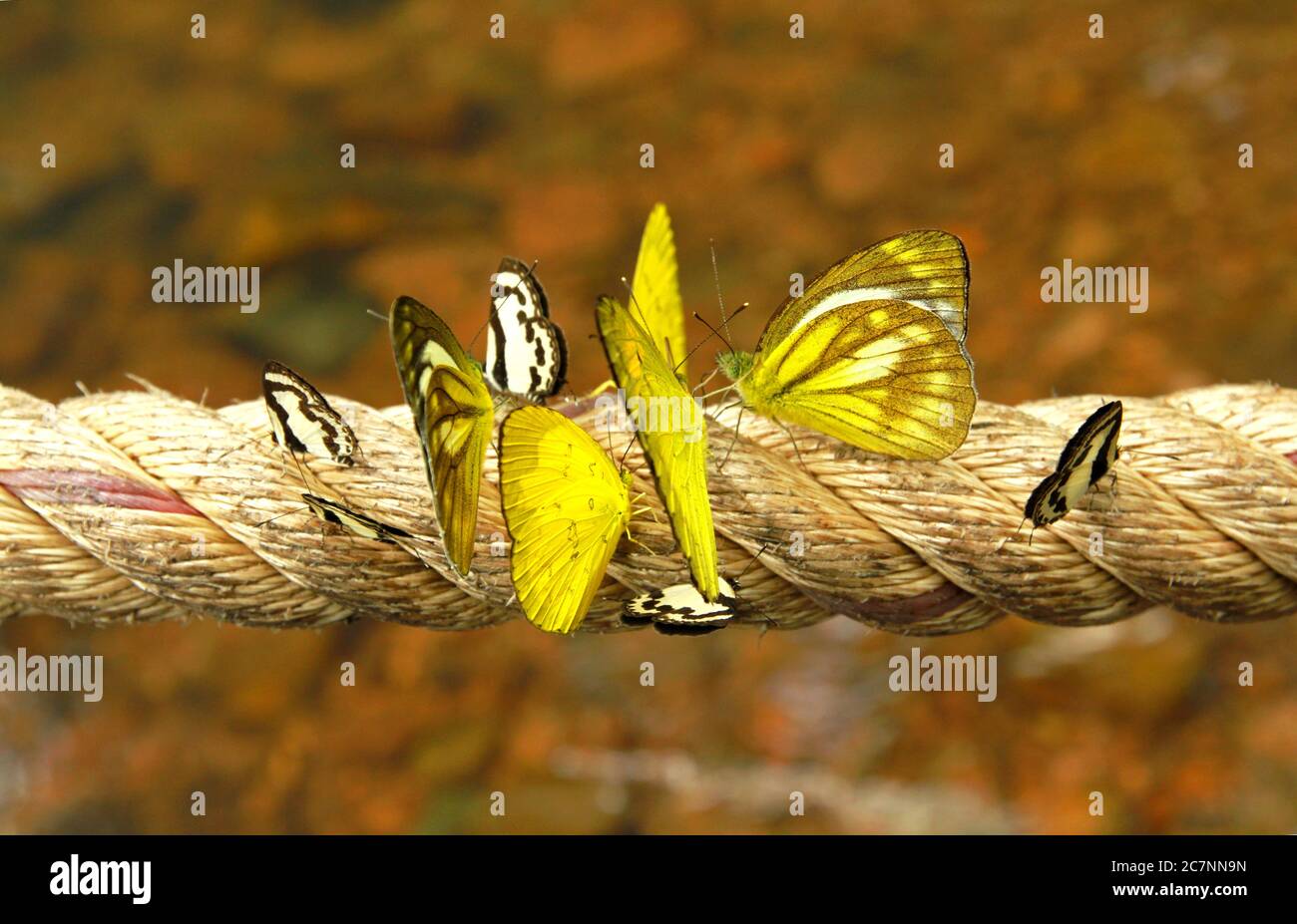 Selektive Fokus Aufnahme von gelben Schmetterlingen auf dem Seil sitzen Stockfoto