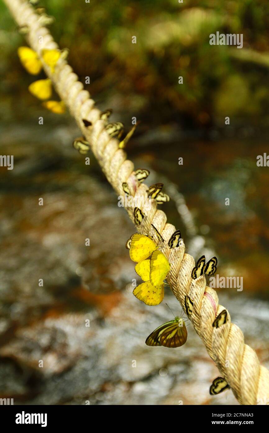 Selektive Fokus Aufnahme von gelben Schmetterlingen auf dem Seil sitzen Stockfoto