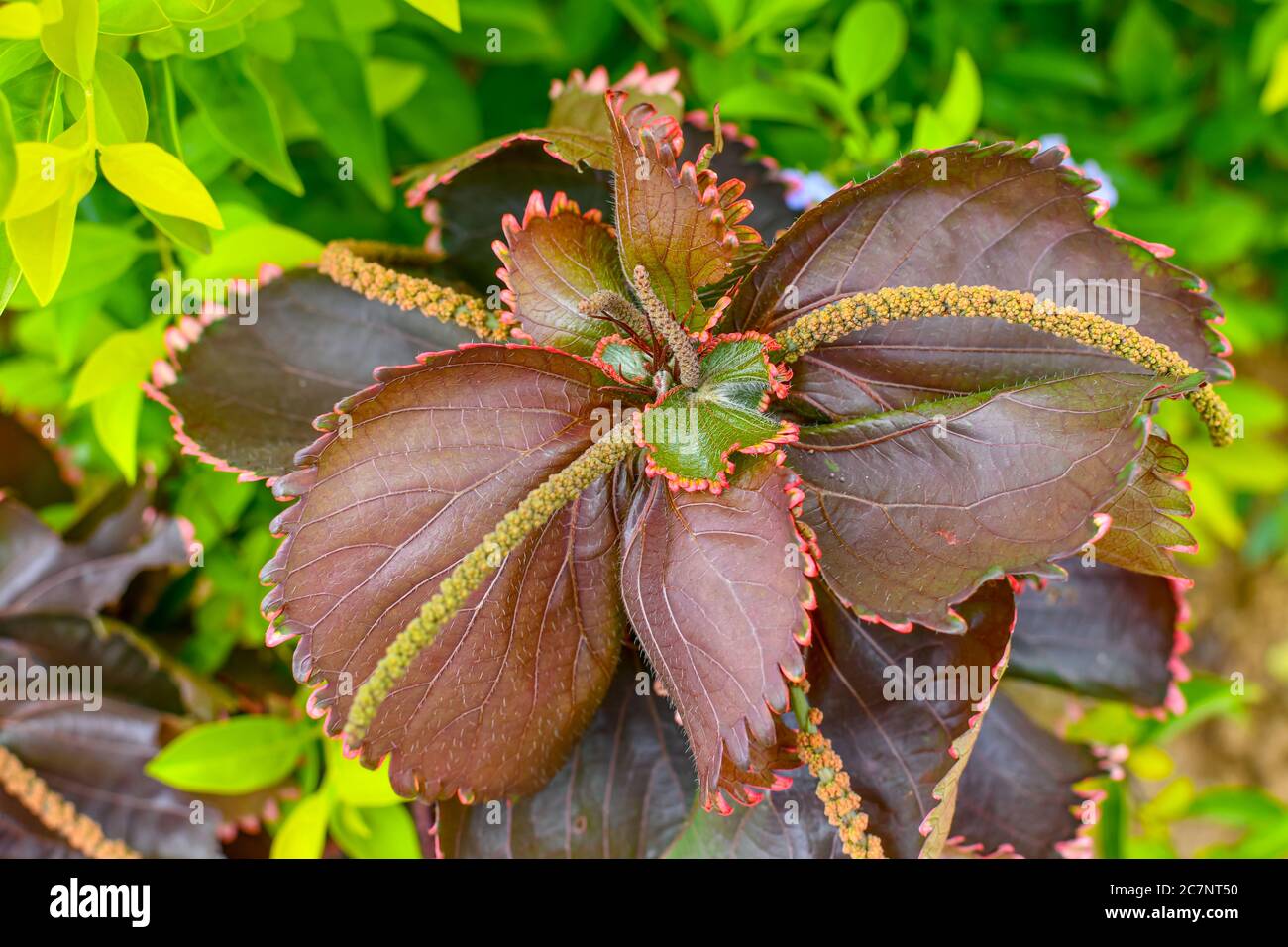 Schöne Kupferblatt-Pflanze Auf Sonnenlicht Im Garten. Stockfoto