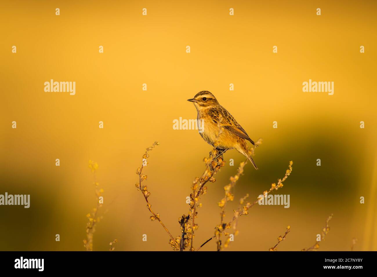 Niedlicher kleiner Vogel Stonechat. Gelber Natur Hintergrund. Vogel: Europäischer Steinechat. Saxicola rubicola. Stockfoto