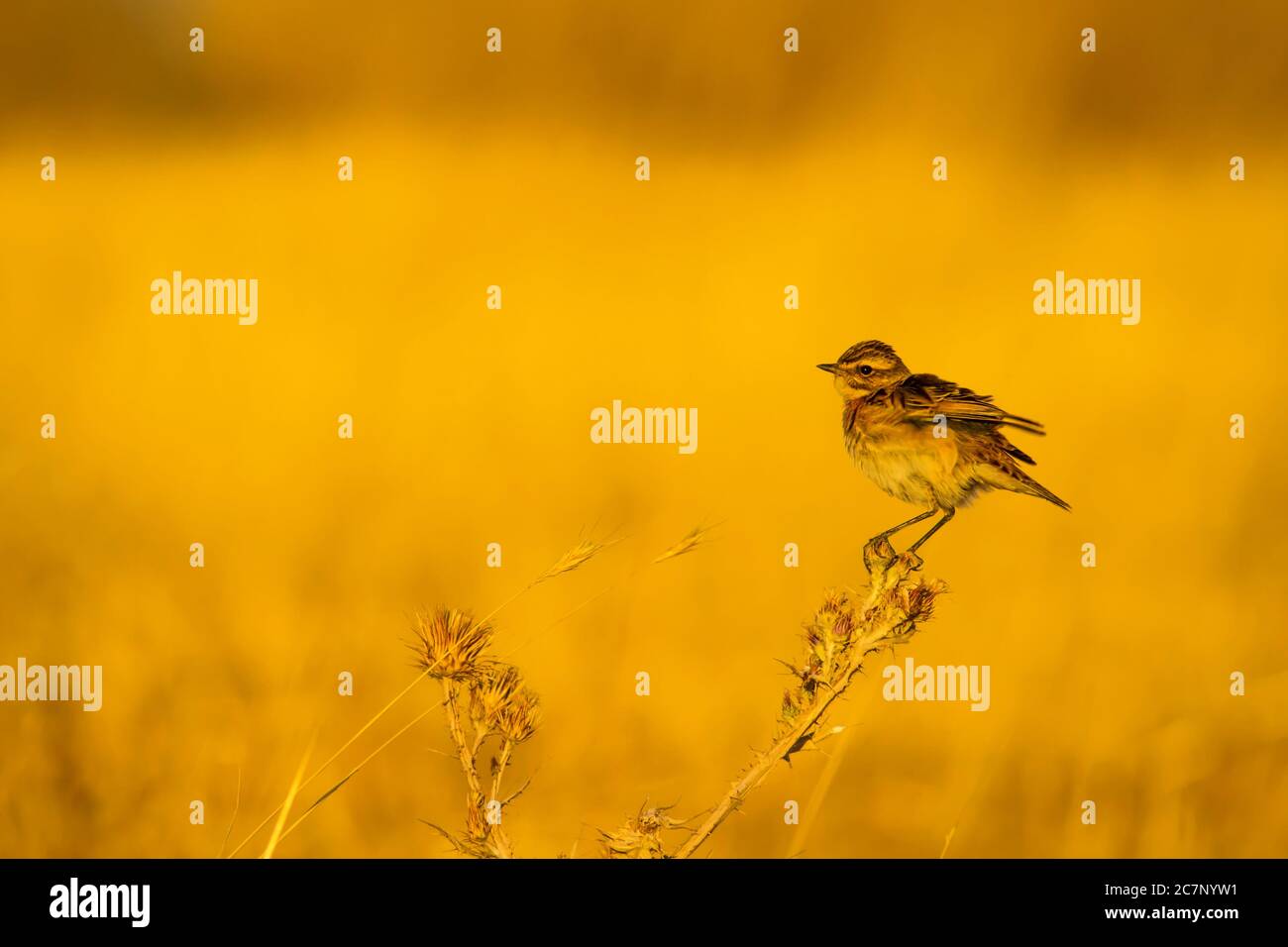 Niedlicher kleiner Vogel Stonechat. Gelber Natur Hintergrund. Vogel: Europäischer Steinechat. Saxicola rubicola. Stockfoto