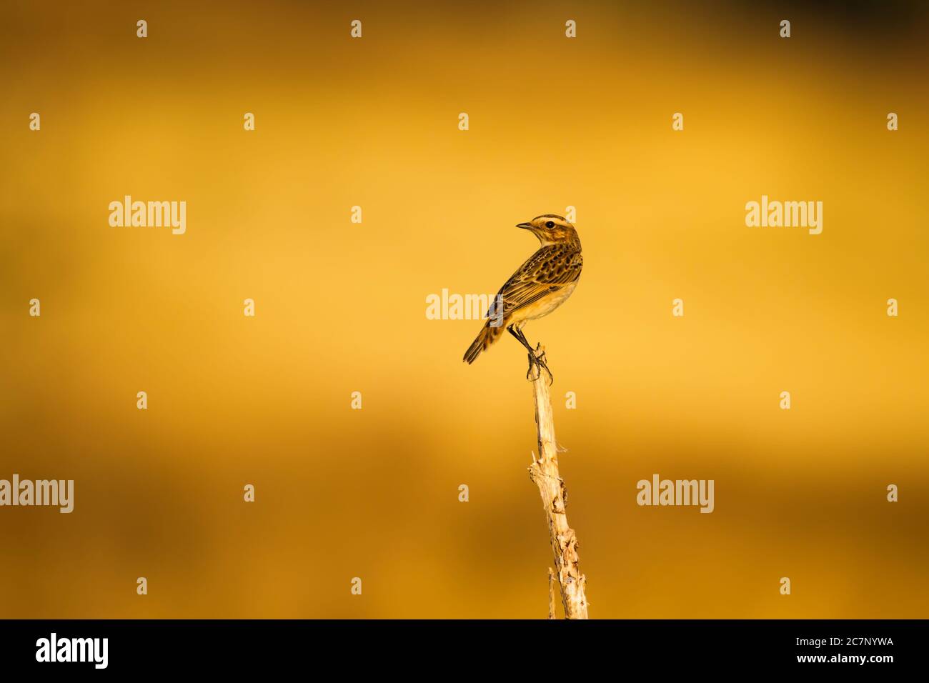 Niedlicher kleiner Vogel Stonechat. Gelber Natur Hintergrund. Vogel: Europäischer Steinechat. Saxicola rubicola. Stockfoto
