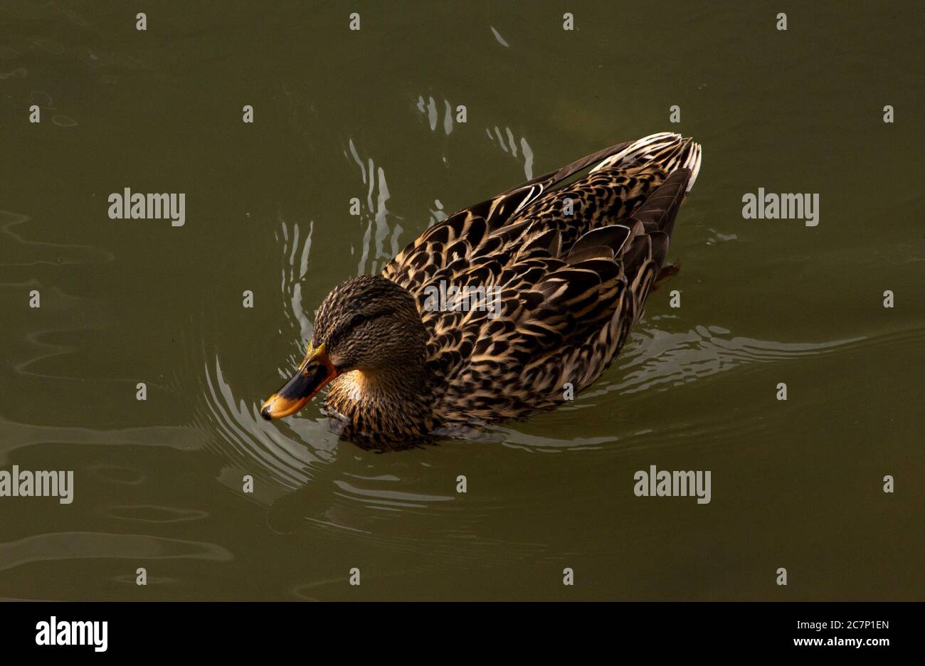 Ich fand diese Enten in Kyoto auf einer Reise, die sie einfach nur im Wasser entspannen und perfekte Kandidaten für einen Schuss. Quack! Stockfoto