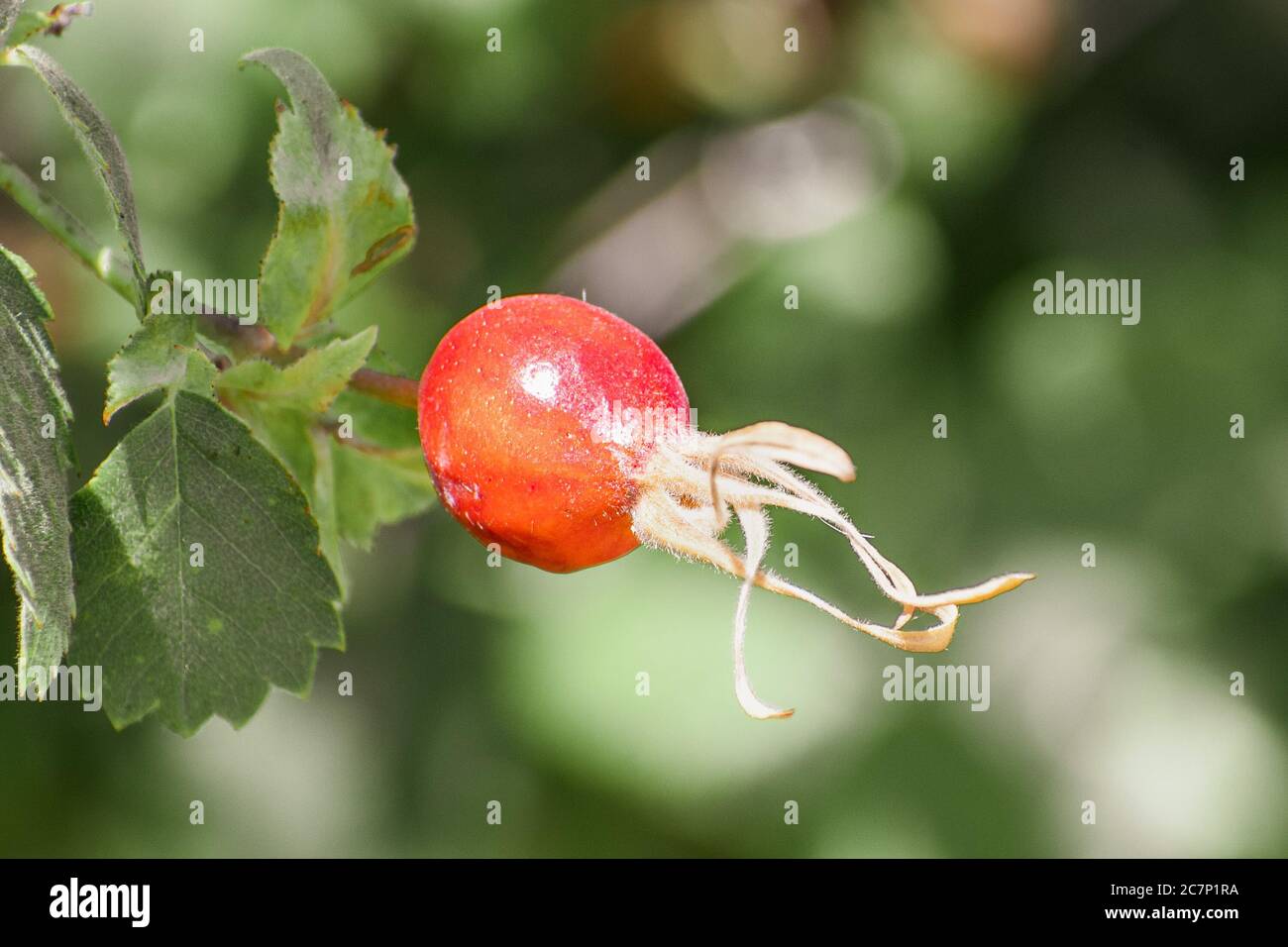 Nahaufnahme der roten Frucht der California wildrose (Rosa californica); California wildrose ist eine Rose, die in den westlichen Vereinigten Staaten beheimatet ist Stockfoto