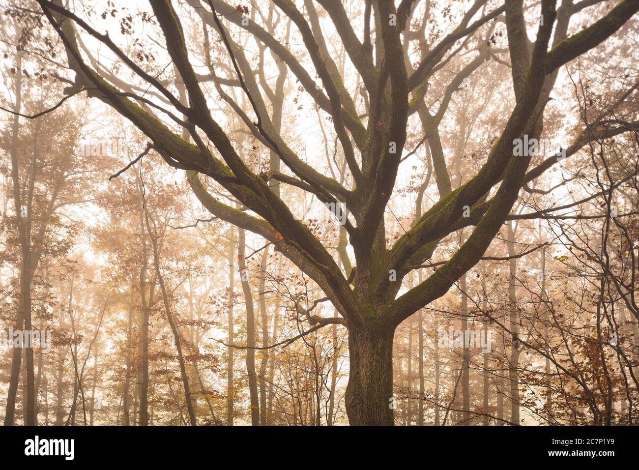 Eiche im Nebelwald zur Herbstzeit - Eiche im Nebelwald im Herbst Stockfoto