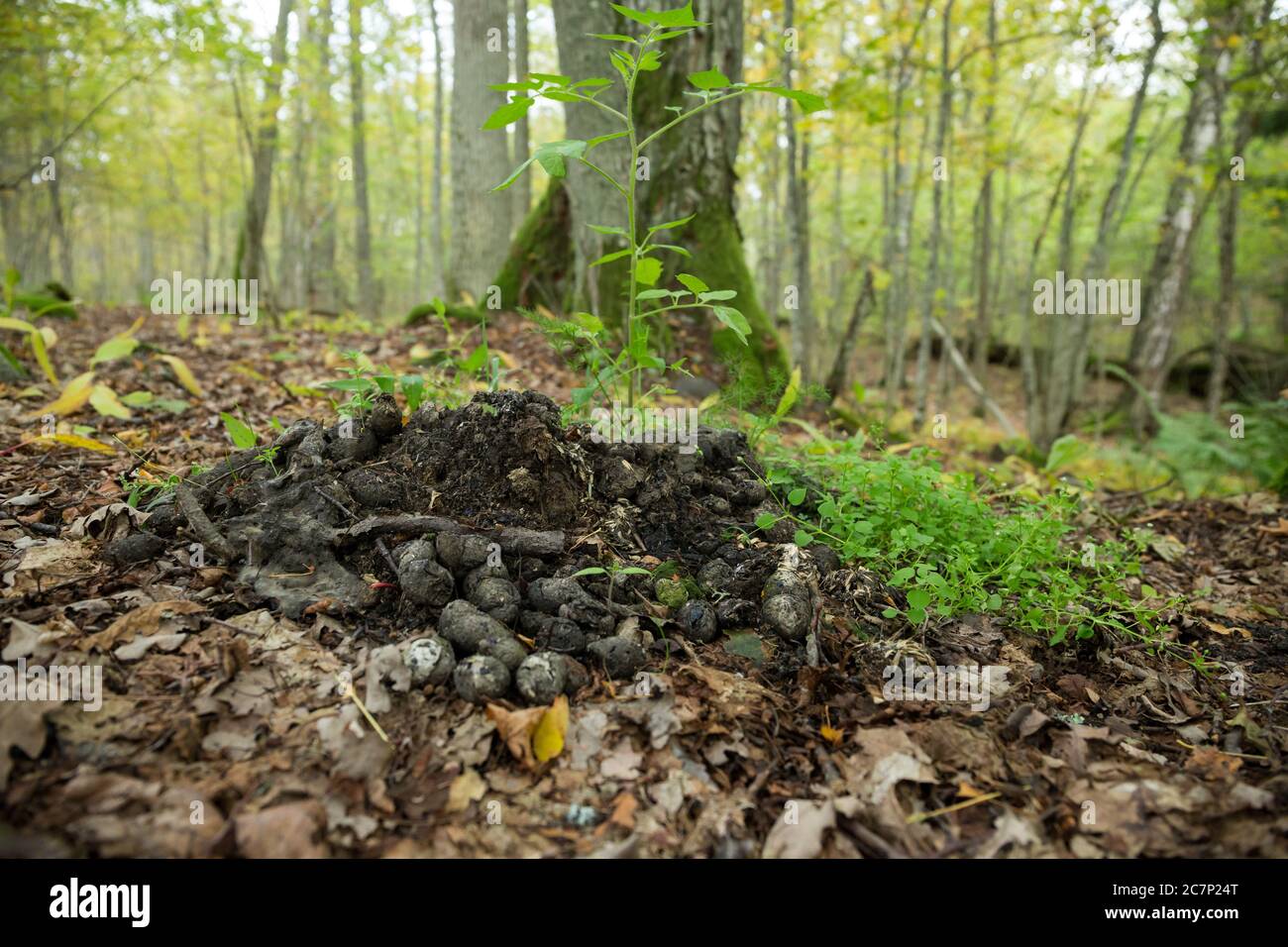 Ein gemeinsamer Fäkalhaufen des Marderhundes und des Dachs Stockfoto