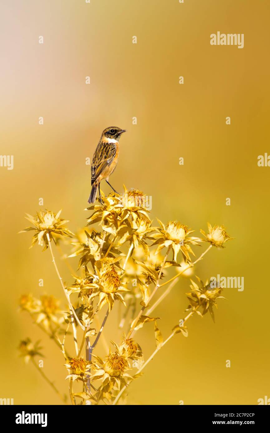 Niedlicher kleiner Vogel Stonechat. Gelber Natur Hintergrund. Vogel: Europäischer Steinechat. Saxicola rubicola. Stockfoto