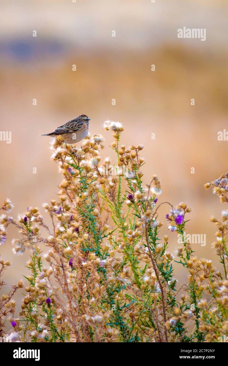 Niedlicher kleiner Vogel Stonechat. Gelber Natur Hintergrund. Vogel: Europäischer Steinechat. Saxicola rubicola. Stockfoto