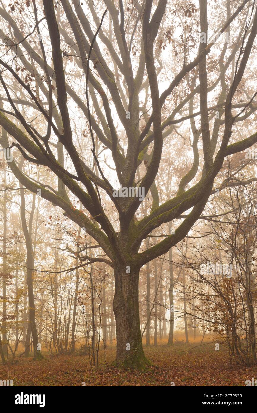 Eiche im Nebelwald zur Herbstzeit - Eiche im Nebelwald im Herbst Stockfoto