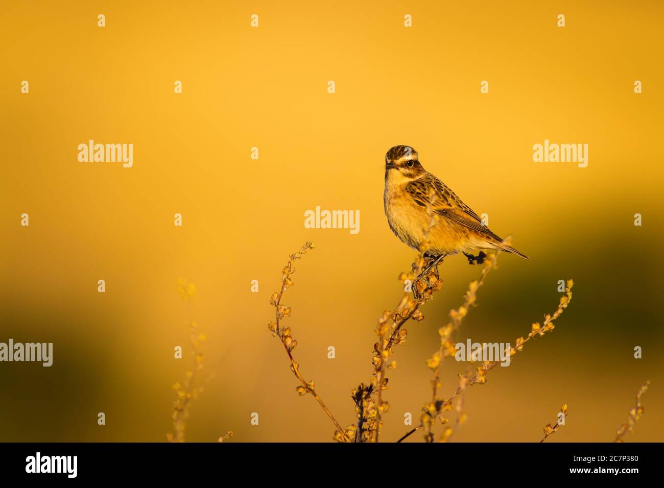 Niedlicher kleiner Vogel Stonechat. Gelber Natur Hintergrund. Vogel: Europäischer Steinechat. Saxicola rubicola. Stockfoto