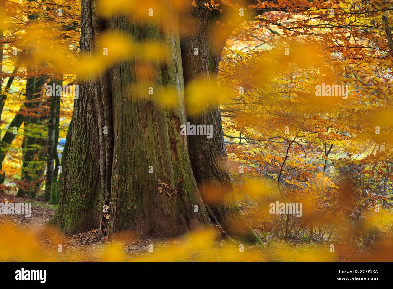 Alte Eiche im Herbstwald, Foret de Troncais, Auvergne, Frankreich Stockfoto