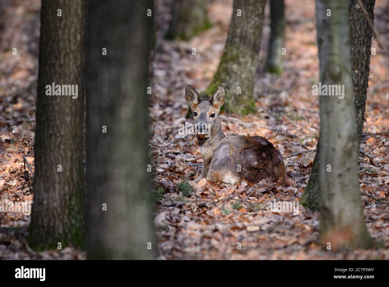 Rothirsch - Capreolus capreolus, Hirsch aus europäischen Wäldern, Wäldern und Wiesen, Tschechische Republik. Stockfoto