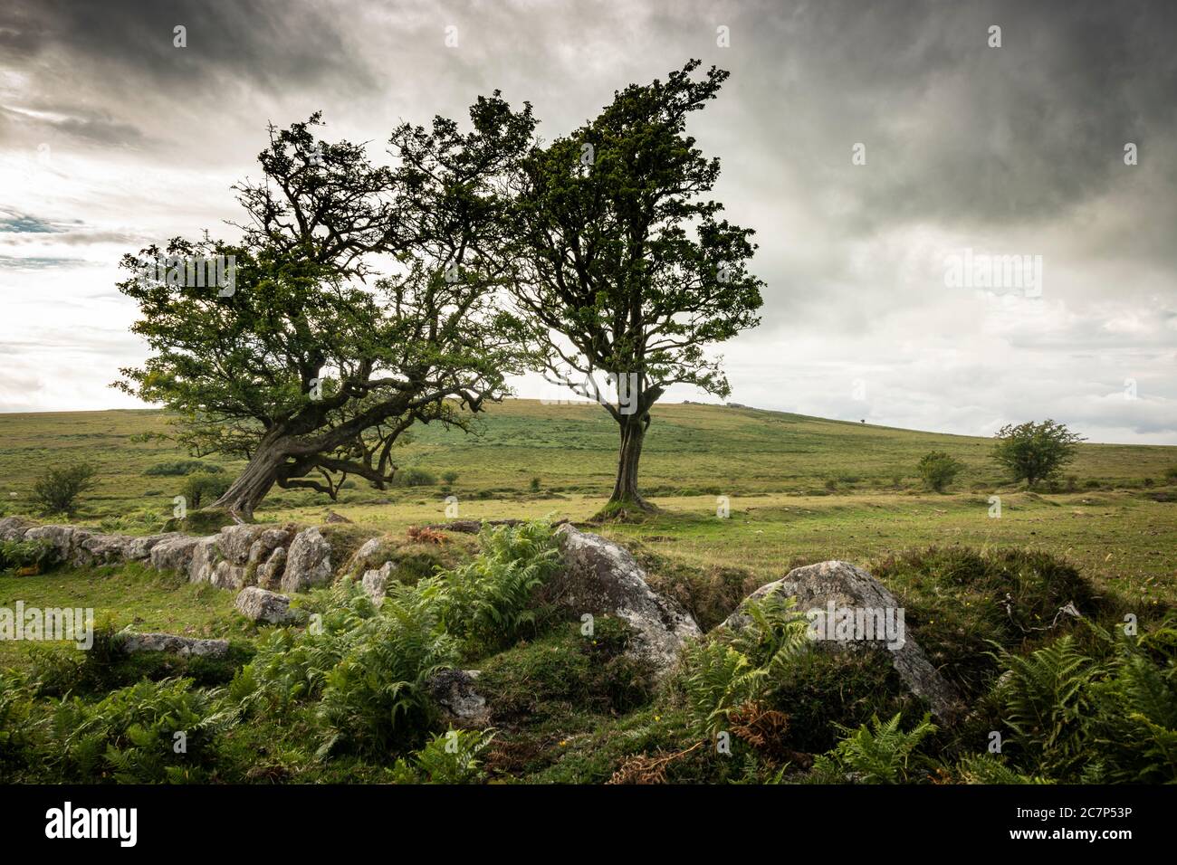 Atemberaubender Blick auf einen Baum im Dartmoor Nationalpark Stockfoto