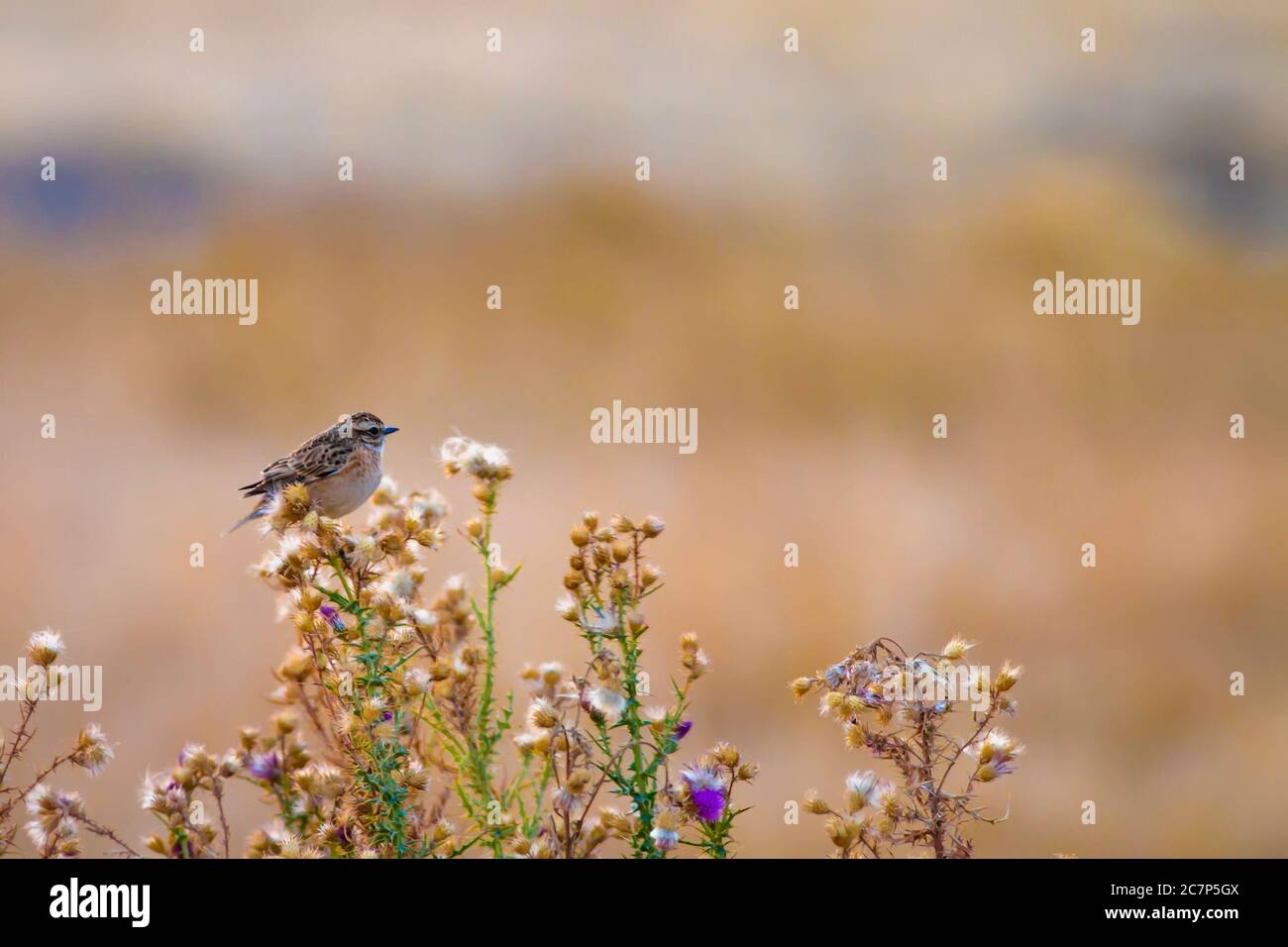 Niedlicher kleiner Vogel Stonechat. Gelber Natur Hintergrund. Vogel: Europäischer Steinechat. Saxicola rubicola. Stockfoto