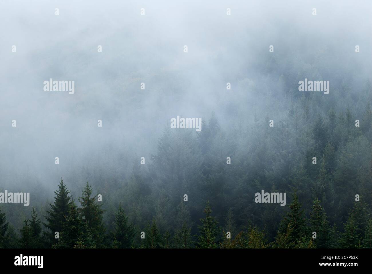 Nebel im Wald nach einem Sommersturm in der Montagne Bourbonnaise. Auvergne Frankreich. Stockfoto