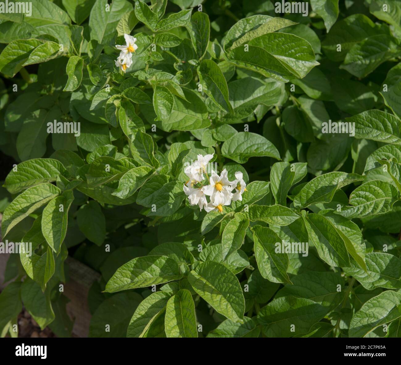 Weiße Blumen einer selbst angebauten Bio-Kartoffelpflanze (Solanum tuberosum 'Foremost'), die auf einer Zuteilung in einem Gemüsegarten in Rural Devon, England wächst Stockfoto