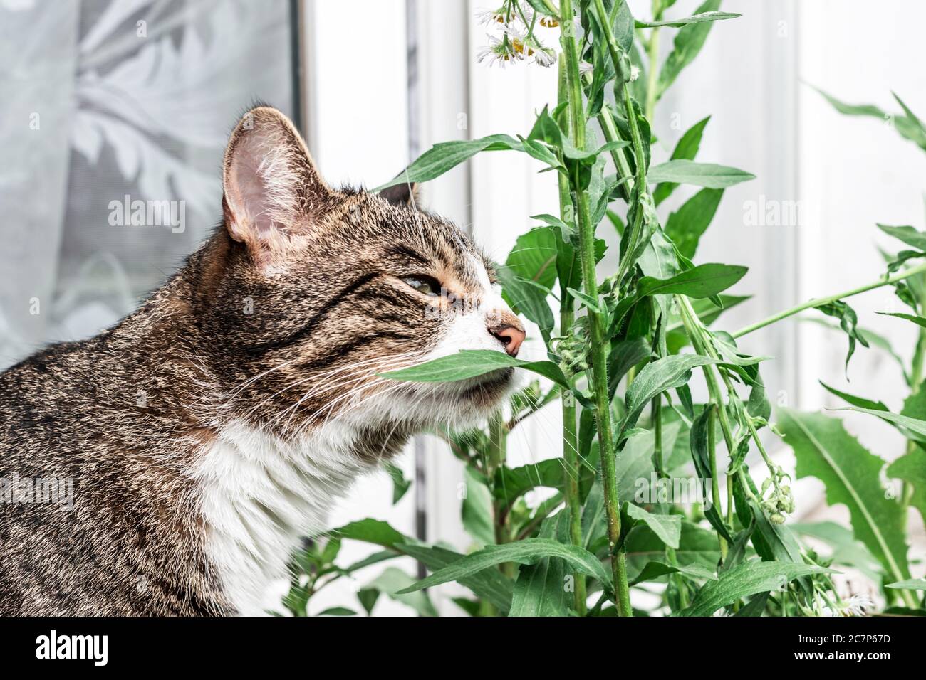 Die Katze schnüffelt Blätter und Blumen. Lustige Kätzchen Stockfoto