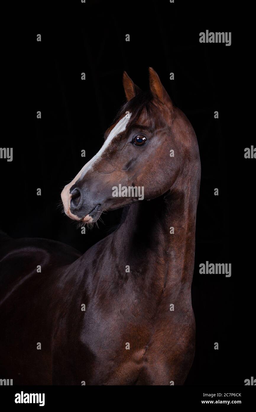 Schöner welsh Mountain Pony Hengst, Studio auf schwarz geschossen Stockfoto