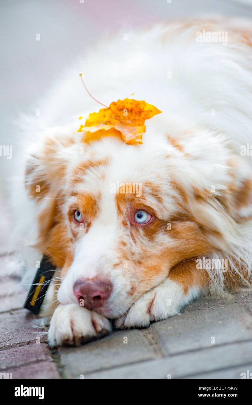 Herbstkonzept: Blauäugige Hündin mit apfelblatt auf dem Kopf Stockfoto