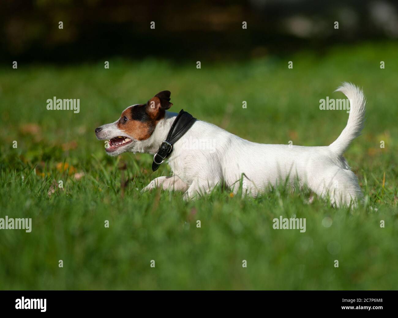 Jack russel Terrier auf einem Lauf im Sommer Stockfoto
