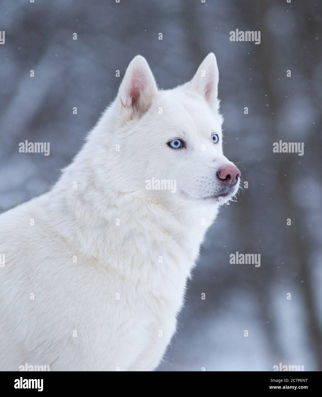 Weißes sibirisches Husky-Portrait im Winter Stockfoto