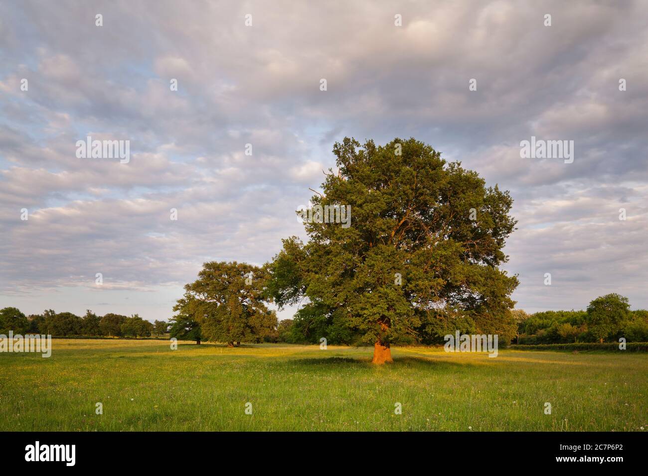 Uralte eichen im garten Fotos und Bildmaterial in hoher Auflösung Alamy