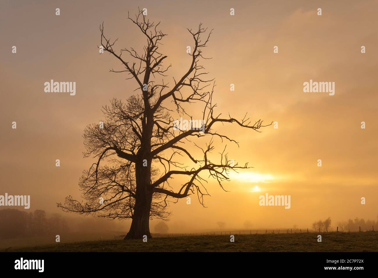 Alte Eiche in Sonnenaufgang Silhoutte Stockfoto