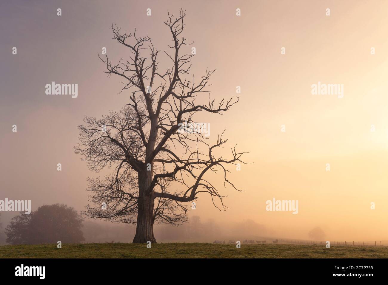 Alte Eiche in Sonnenaufgang Silhoutte Stockfoto