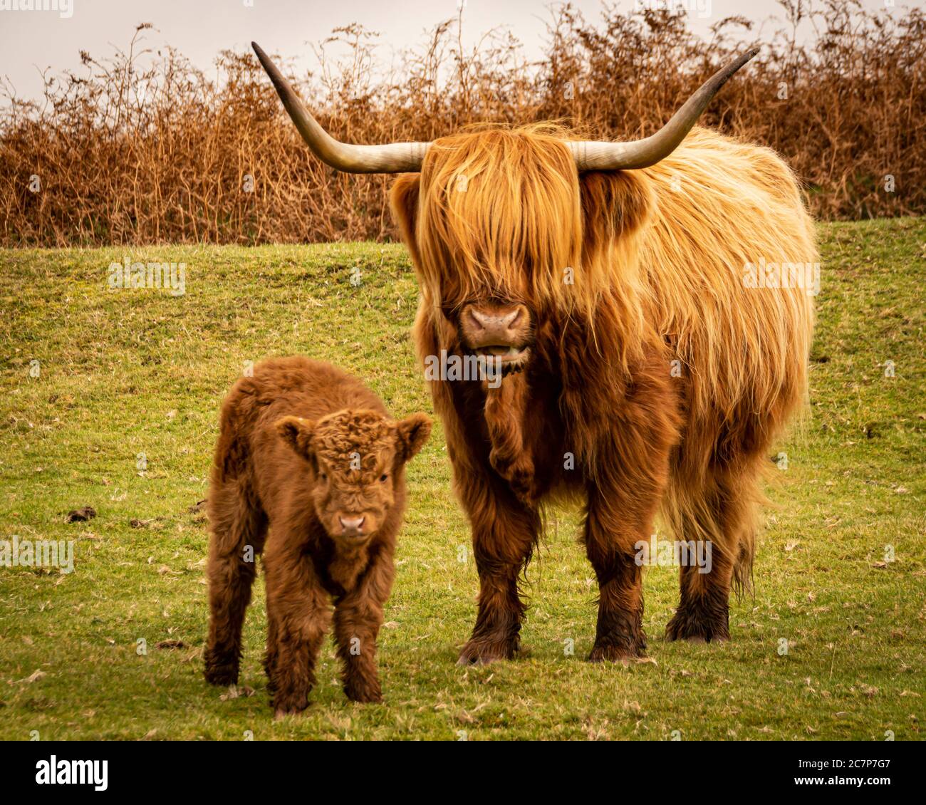 Highland Cow and Calf auf Dartmoor Stockfoto