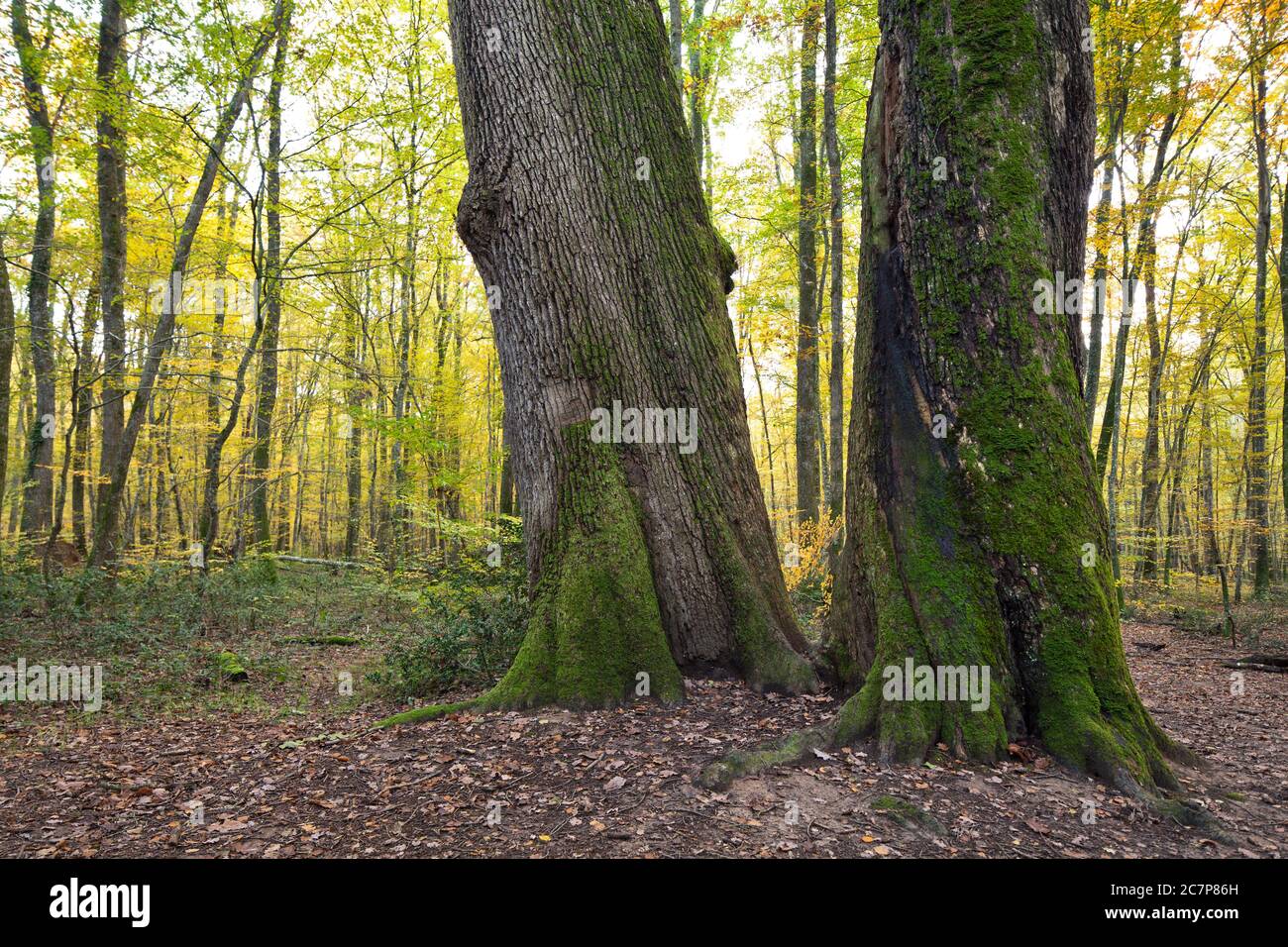 Zwei sehr alte Eichen im Herbstwald der Auvergne in Frankreich. Stockfoto