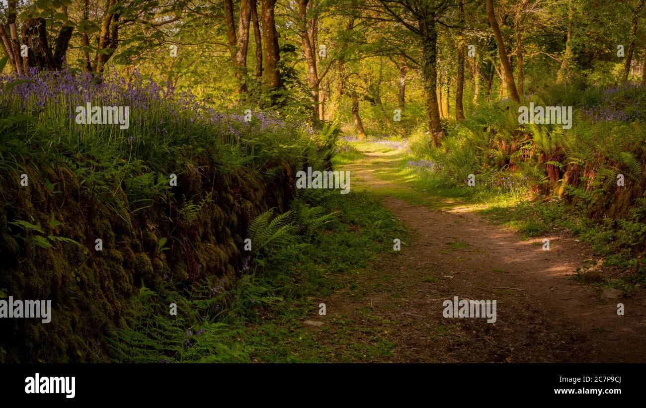 Spring Bluebells entlang eines Waldweges im Dartmoor National Parken Stockfoto