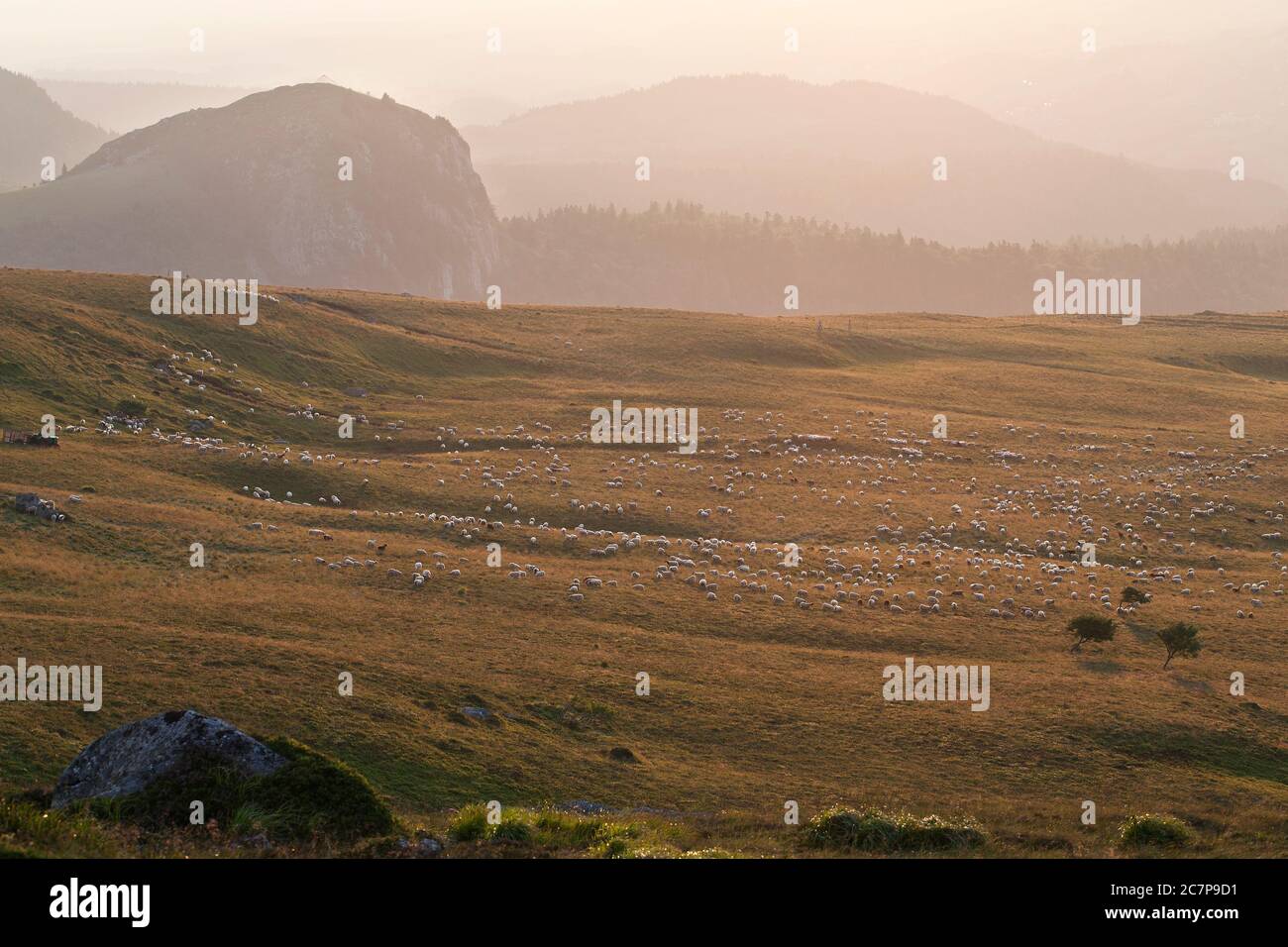 Schafe in den Hügeln im Abendlicht bei Mont Dore, Auvergne Massiv Central, Frankreich Stockfoto