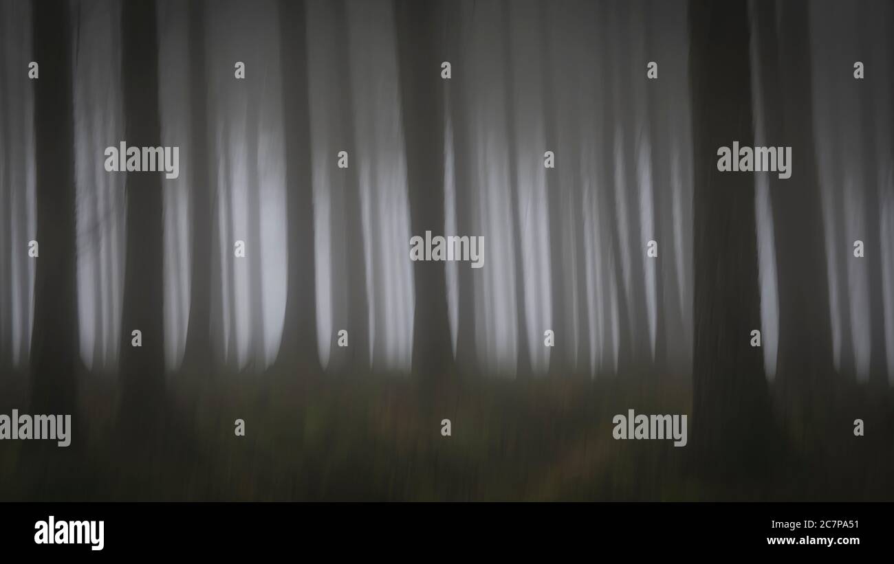 ICM abstrakte Bäume in einem Nebelwald Stockfoto