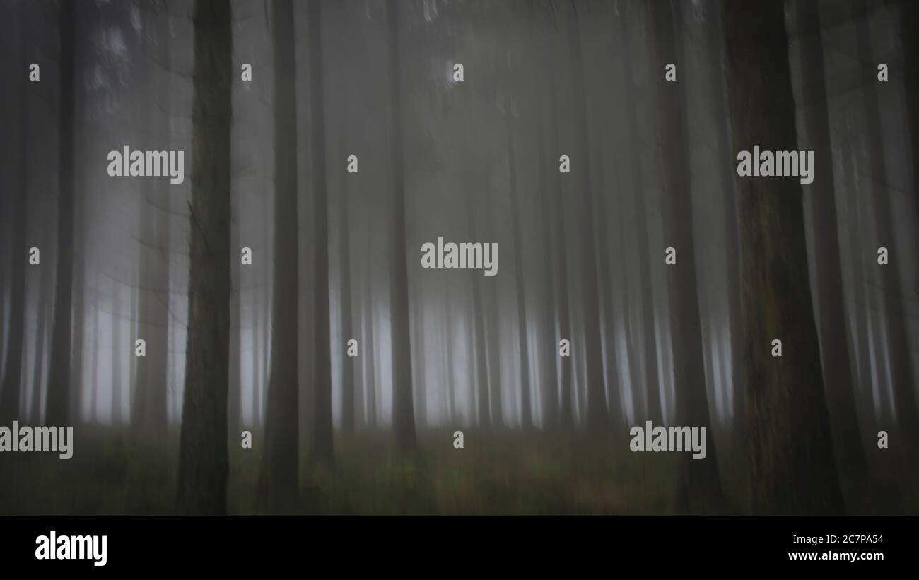 ICM abstrakte Bäume in einem Nebelwald Stockfoto